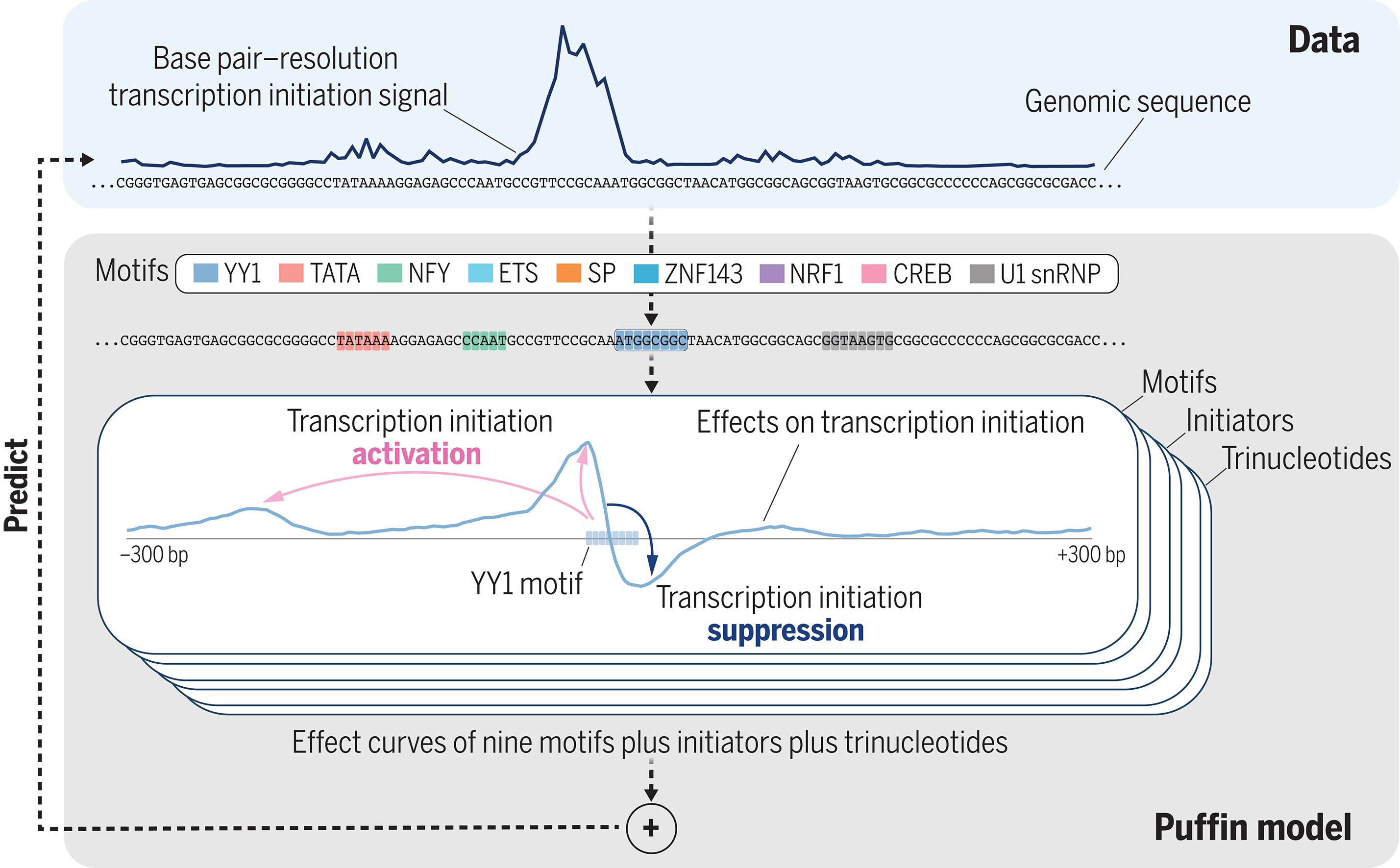 Puffin model: predicting transcription initiation from genomic sequence using motif effect curves.